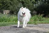 SAMOYEDE 064